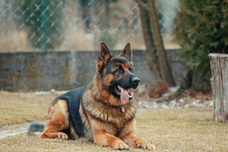 Ein aufmerksamer Deutscher Schäferhund liegt auf einer Wiese als Symbol für Diensthunde bei der Bundeswehr