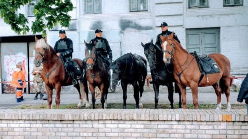 Reiterstaffel der Polizei – Ausbildung bis Gehaltsaussichten