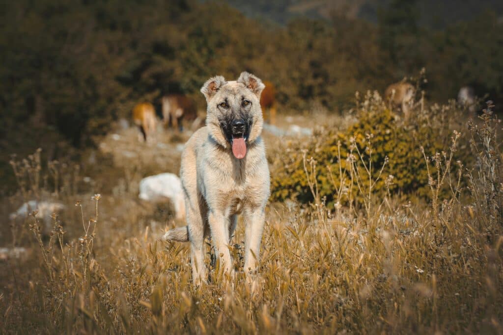 Hundefuehrer bei der Bundeswehr