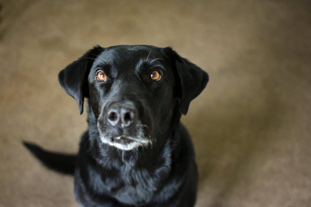 Hundefuehrer bei der Bundeswehr Senioren Hund