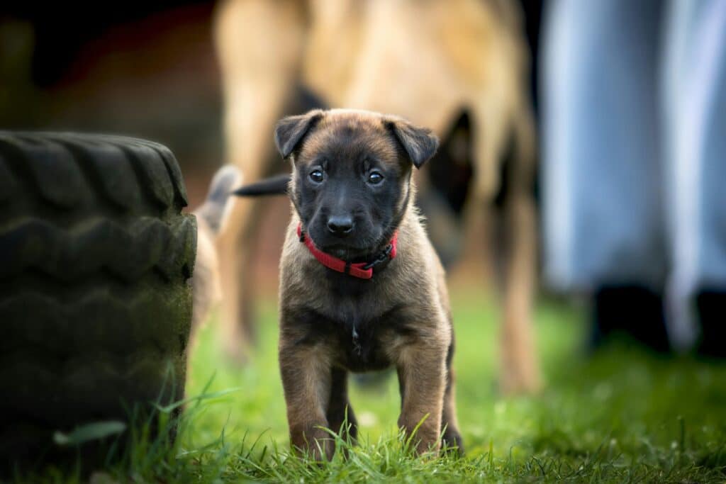 Hundefuehrer bei der Bundeswehr Welpe