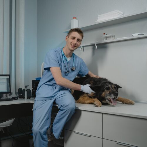 Tiermedizin Einstellungstest