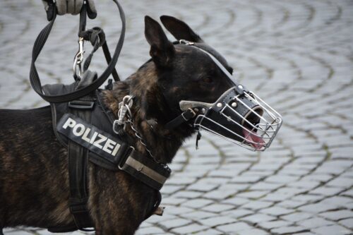 Hundeführer bei der Polizei