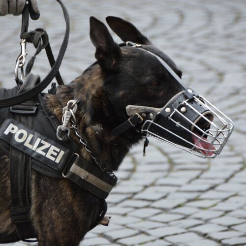 Hundeführer bei der Polizei